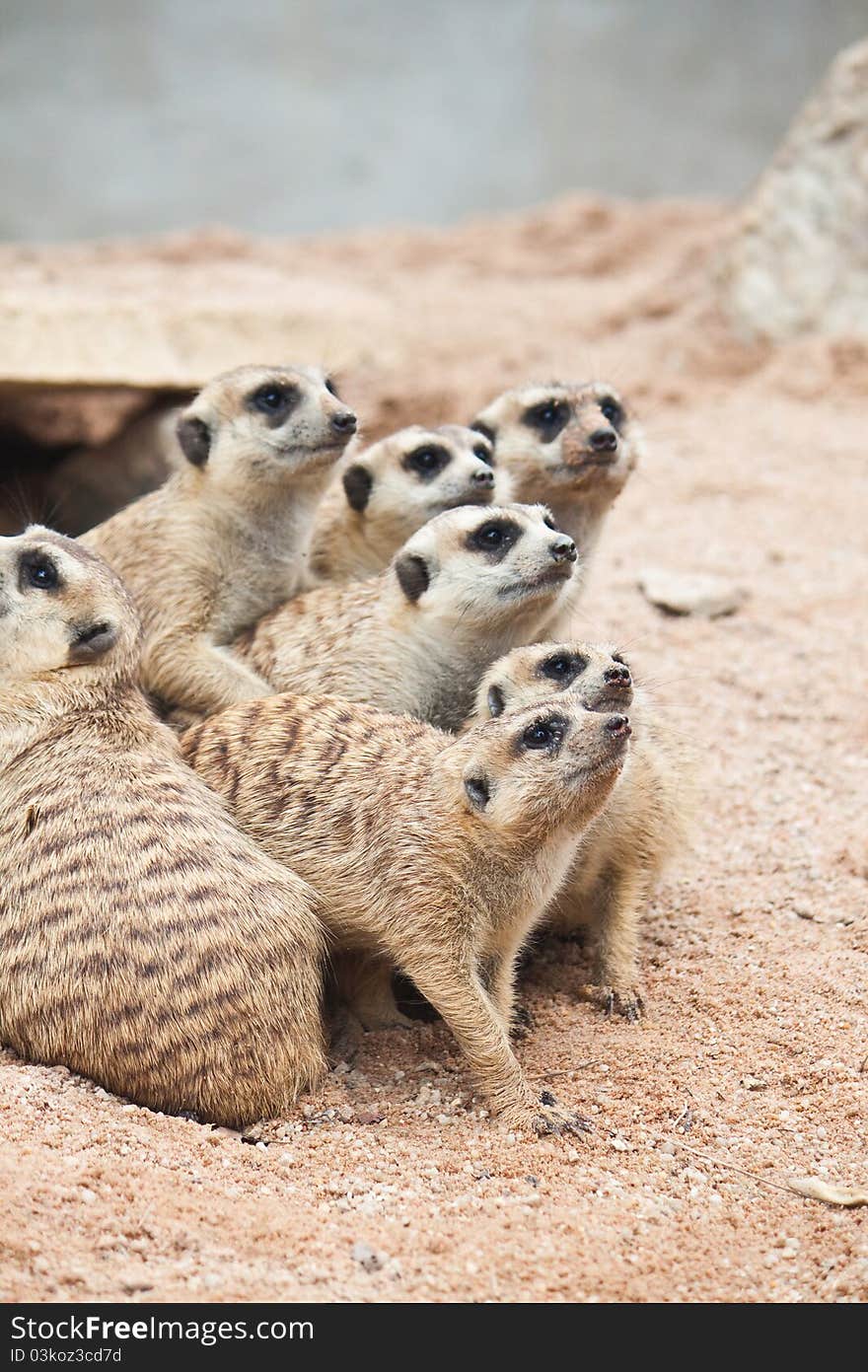 Group of Meerkat is watching