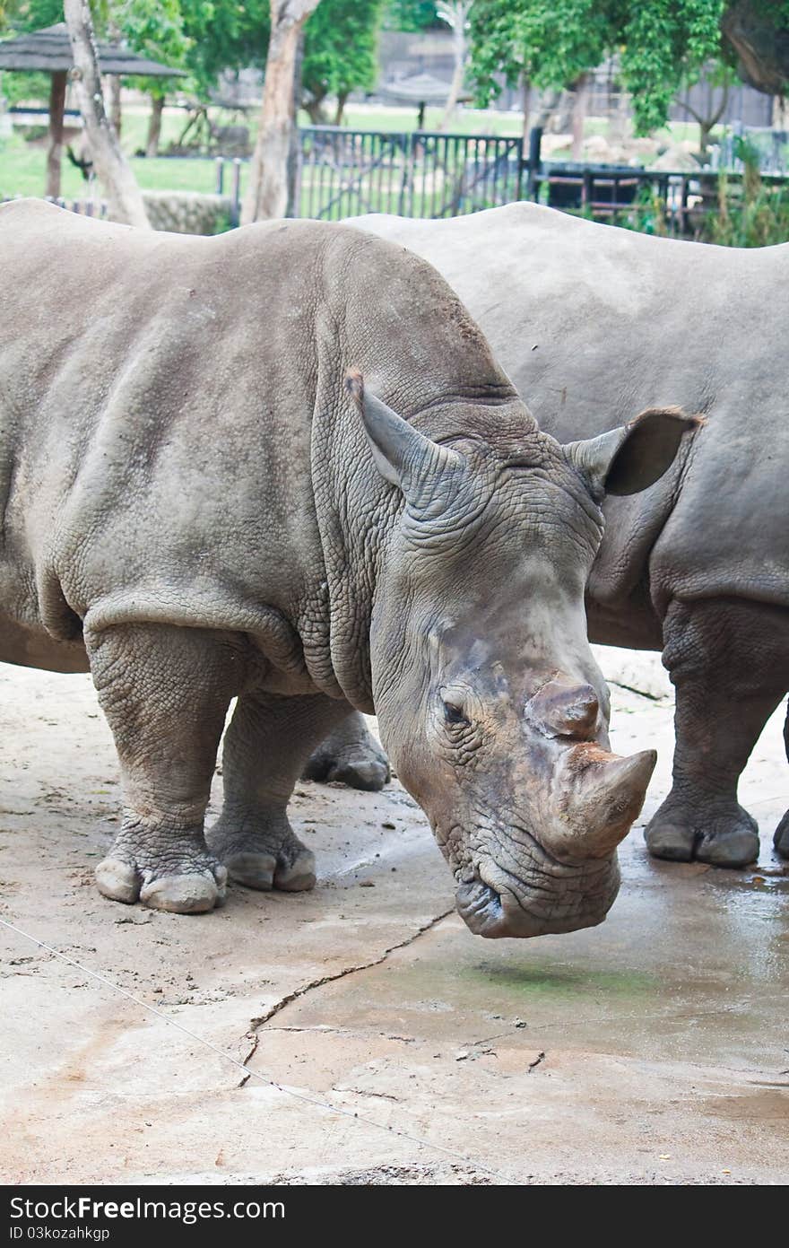 White Rhino at open zoo