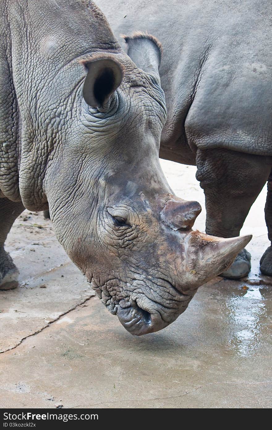 Close up of white Rhino