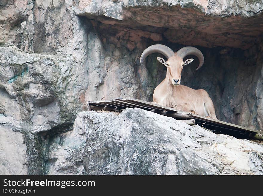 Brown mountain goat was reclining