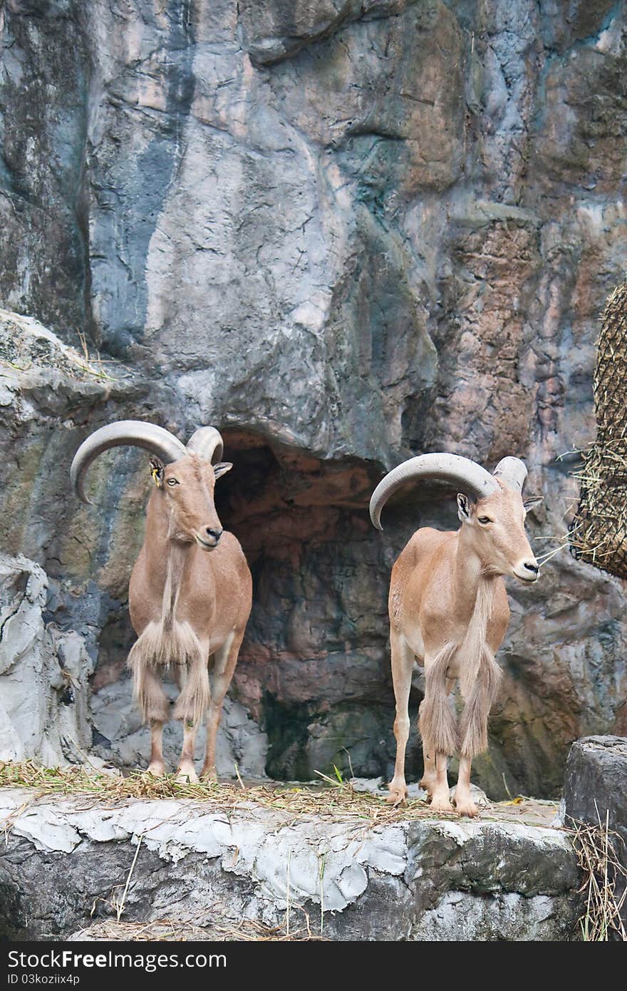 Brown mountain goat on the rock canyon