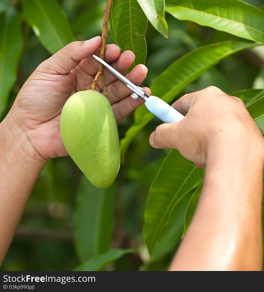 Pluck fresh mangoes on tree. Pluck fresh mangoes on tree