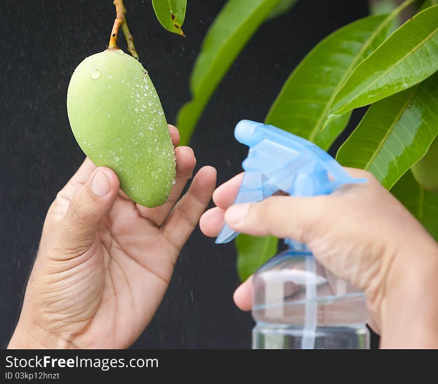 Sprayed fresh mango on tree