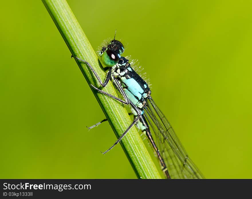 Close–up of a damsefly resting on a twig. Close–up of a damsefly resting on a twig