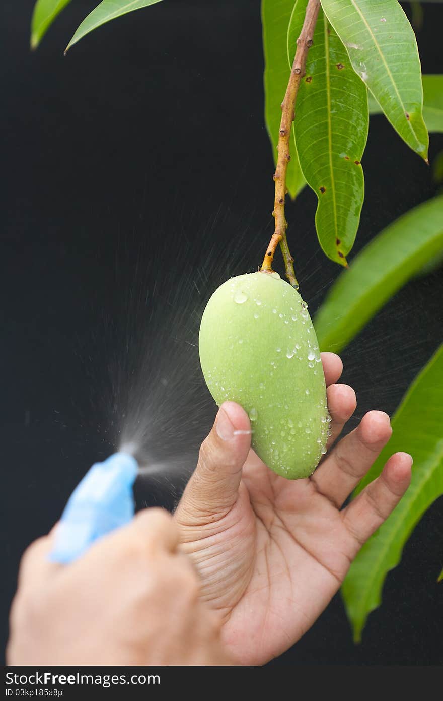 Sprayed fresh mango on tree