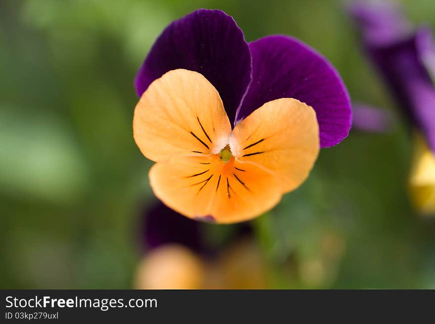 Single flower of pansies close up view. Small depth of field. Single flower of pansies close up view. Small depth of field.