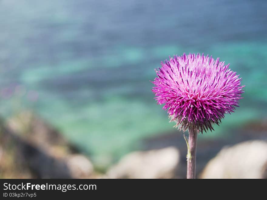 Closeup blooming thistle flower against sea water background