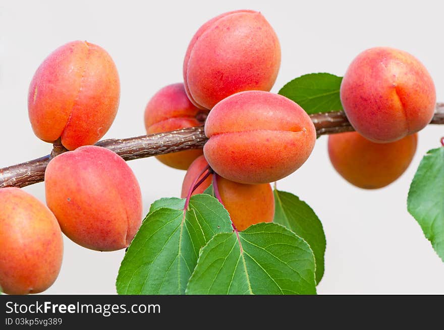 Apricots on tree during the day time.