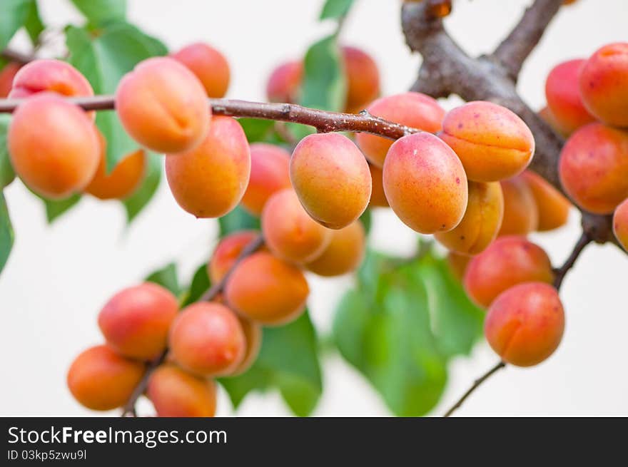 Apricots on tree during the day time.