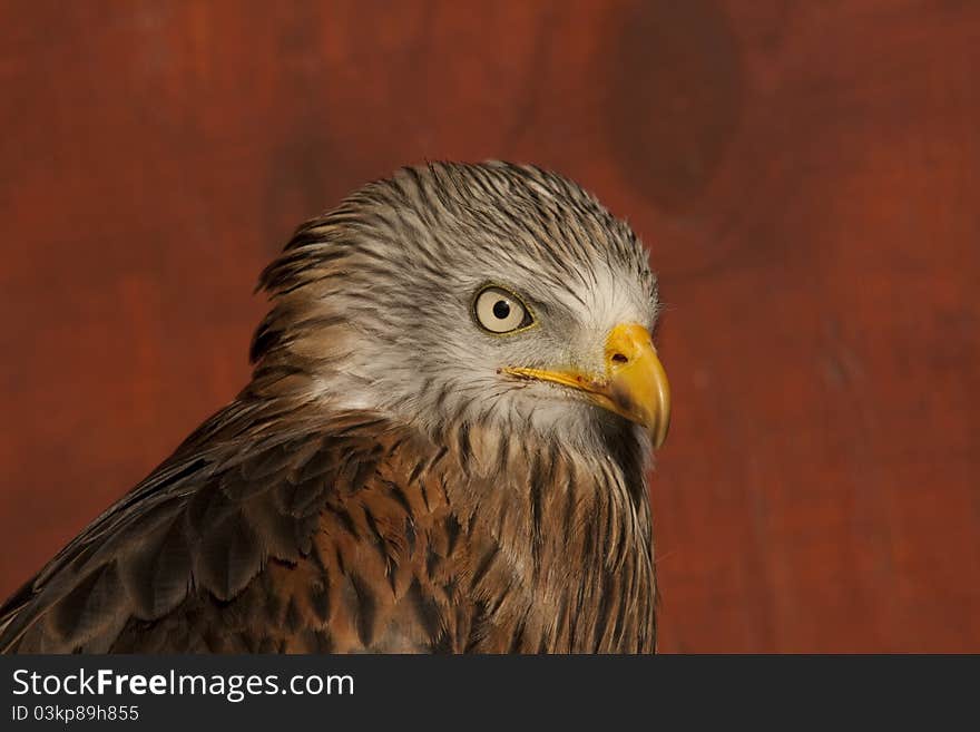 Head Study Of A Red Kite