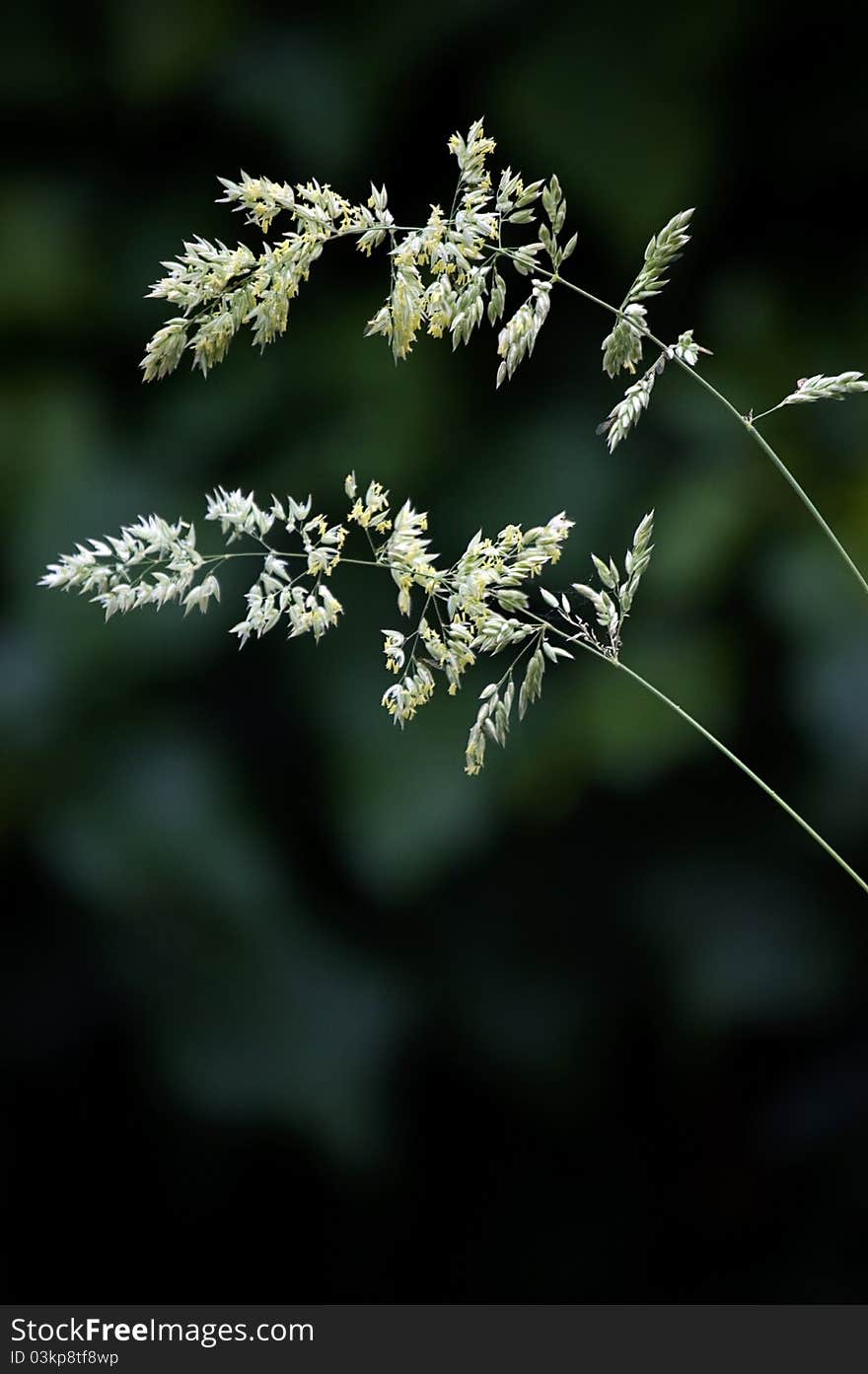 Macro image of wild meadow grass in an English meadow. Copy space. Macro image of wild meadow grass in an English meadow. Copy space.