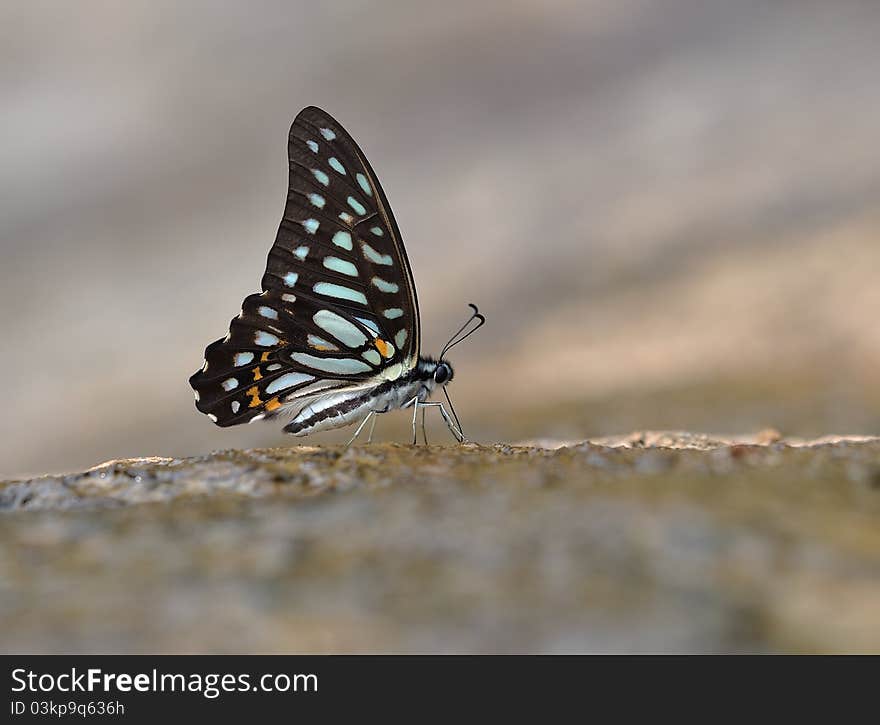 Butterfly （ Graphium leechi）