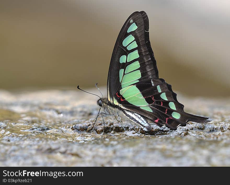 Butterfly (Graphium cloanthus)