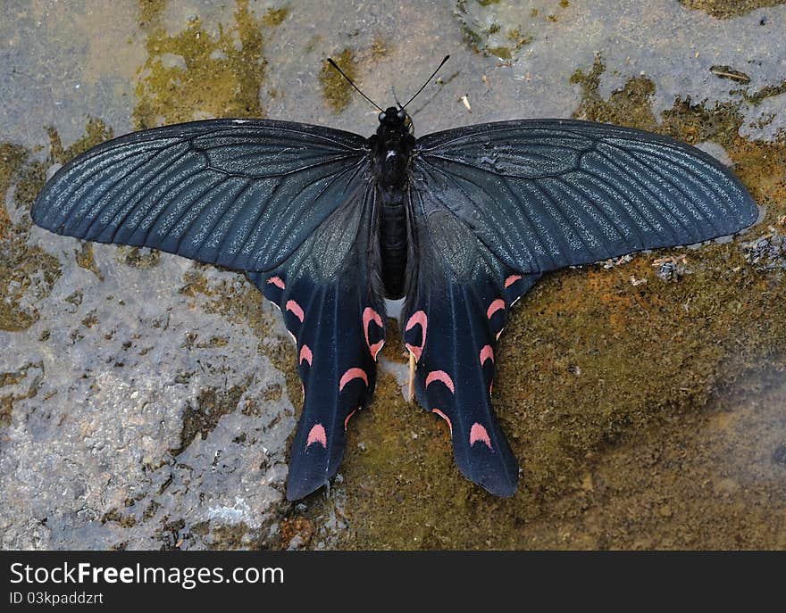 Wide tail butterfly