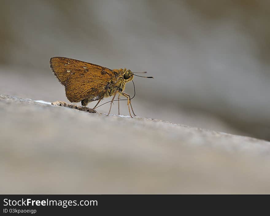 Butterfly (skipper)