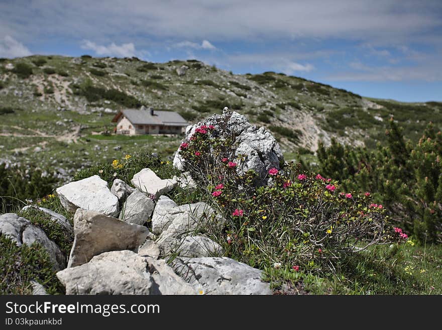 Rhododendron in Alpine valley - Italian Dolomites