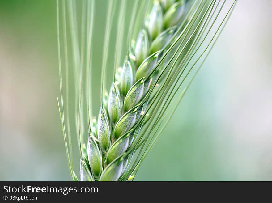 Field of green wheat background