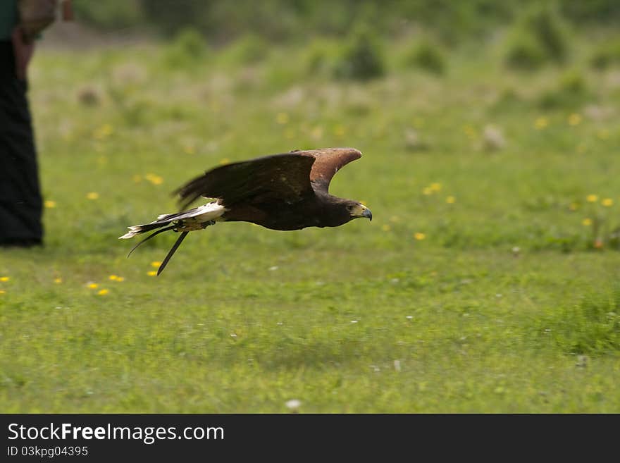 Harris Hawk flying low over the ground. Harris Hawk flying low over the ground