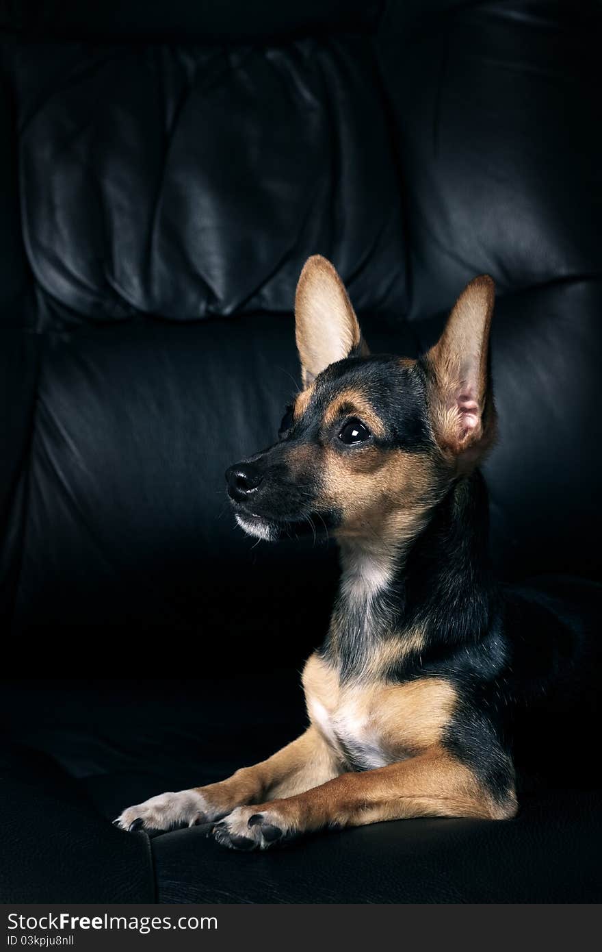 Miniature Pinscher