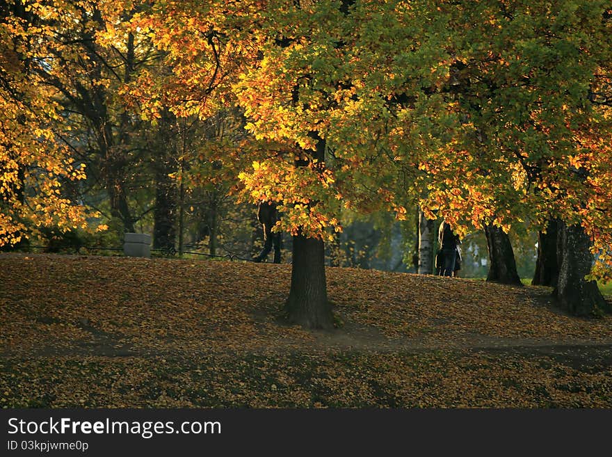 Autumn landscape with trees in city park