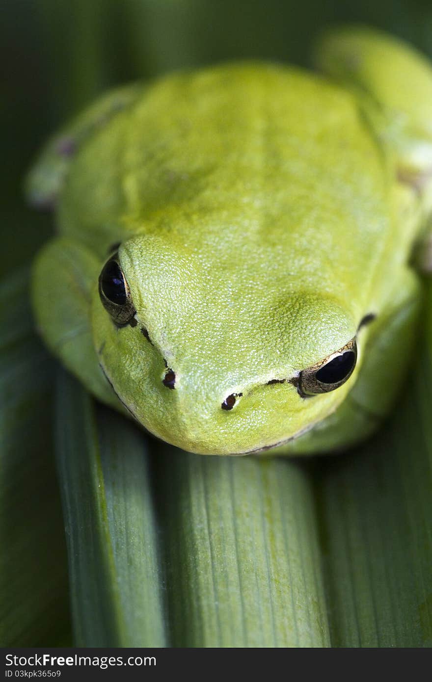 Close up view of a Mediterranean Tree Frog (Hyla meridionalis) on a leaf.