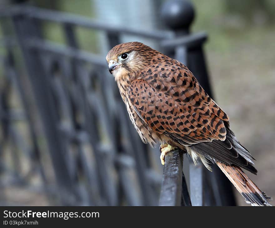 Kestrel