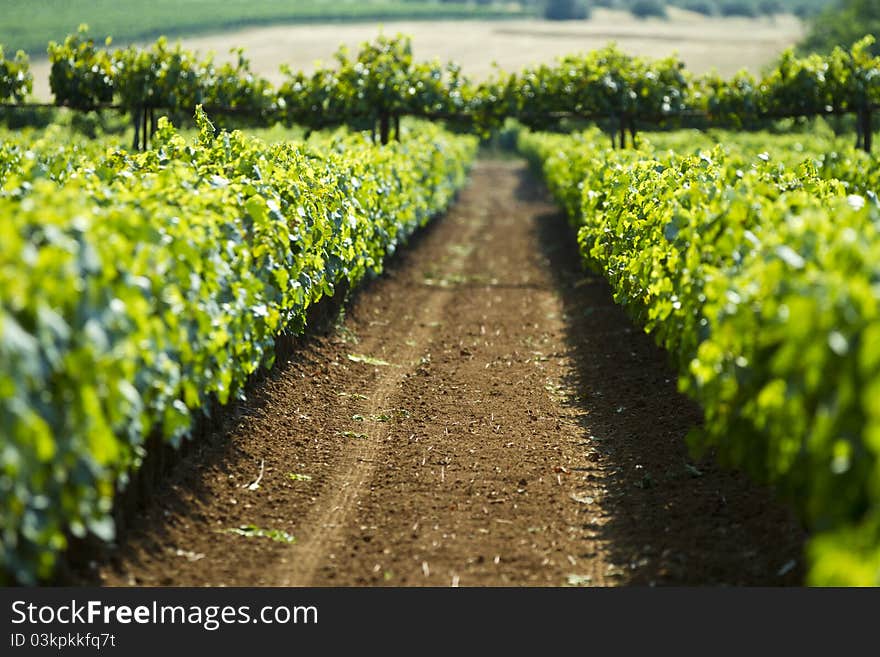 Beautiful grape vineyard near Athens, Greece