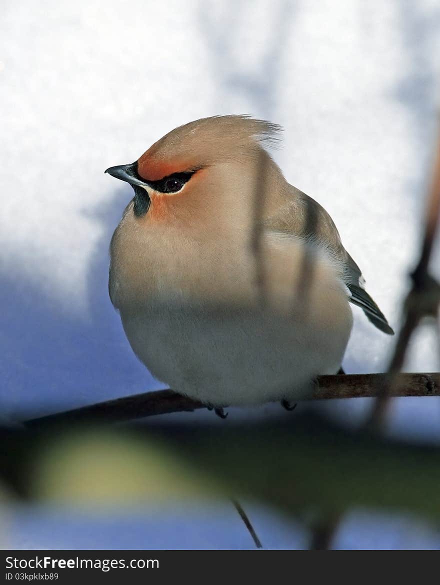 Waxwing sitting on branch - portrait close up. Waxwing sitting on branch - portrait close up