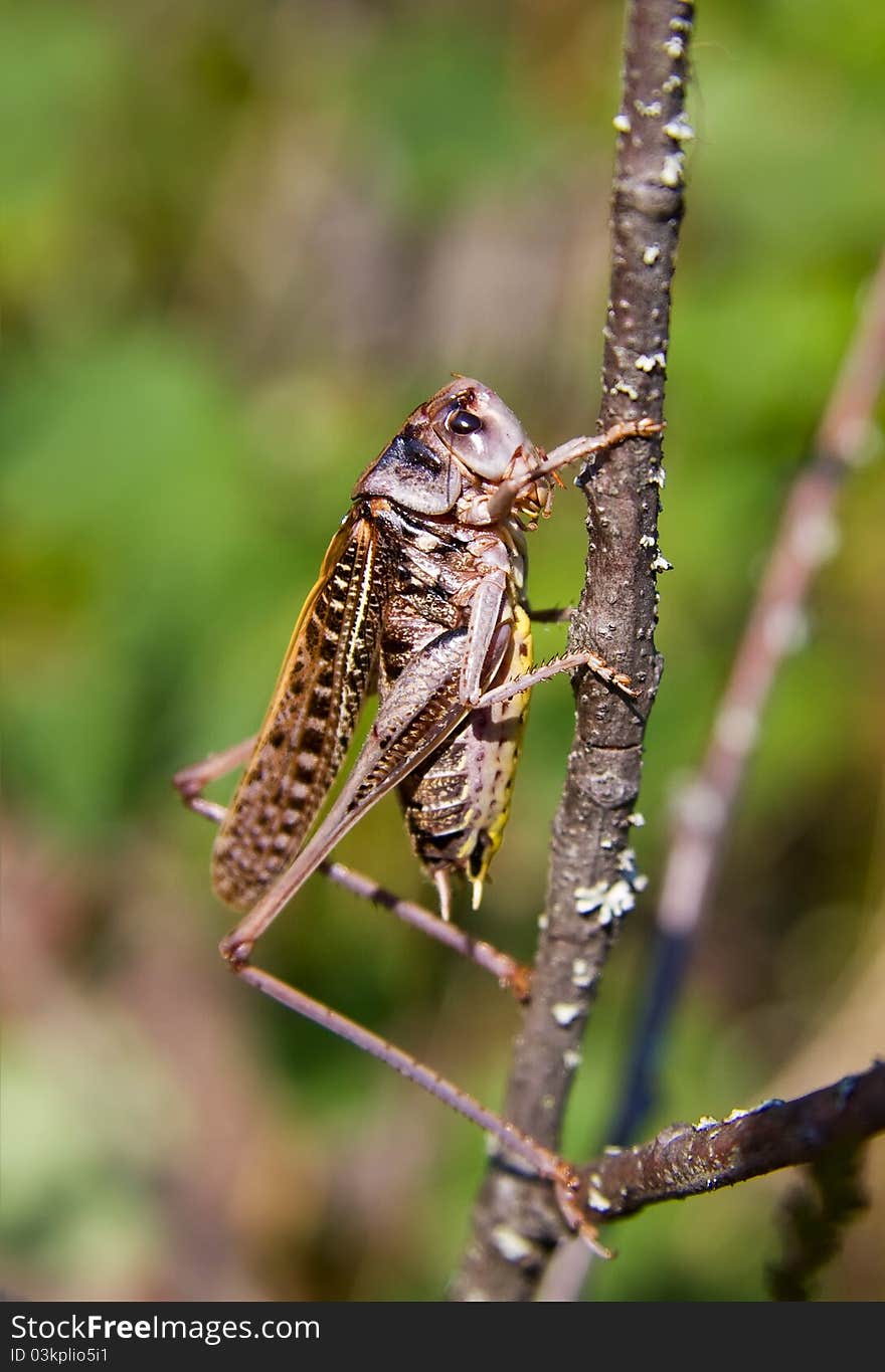 Large grasshopper / locust