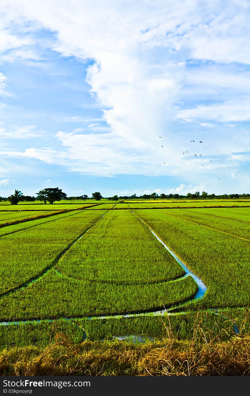 Field and sky in Thailand