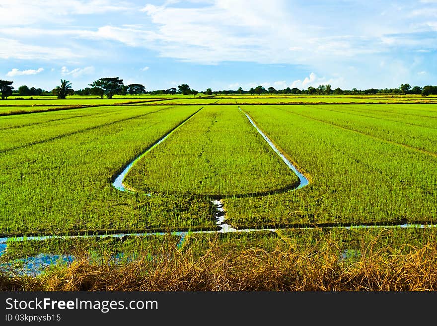 Field and sky in Thailand