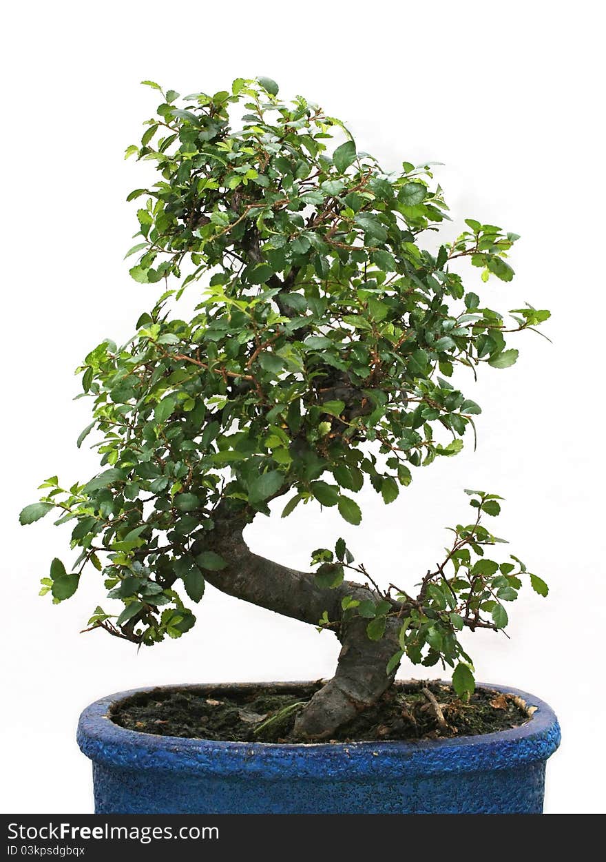 Bonsai tree green on a white background. Bonsai tree green on a white background