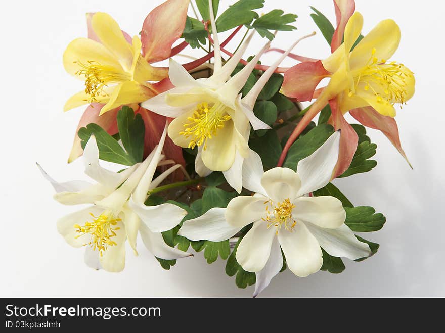 Flowers  in a cup on a white background