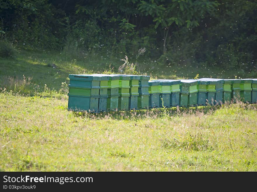 Many bee hive on a field