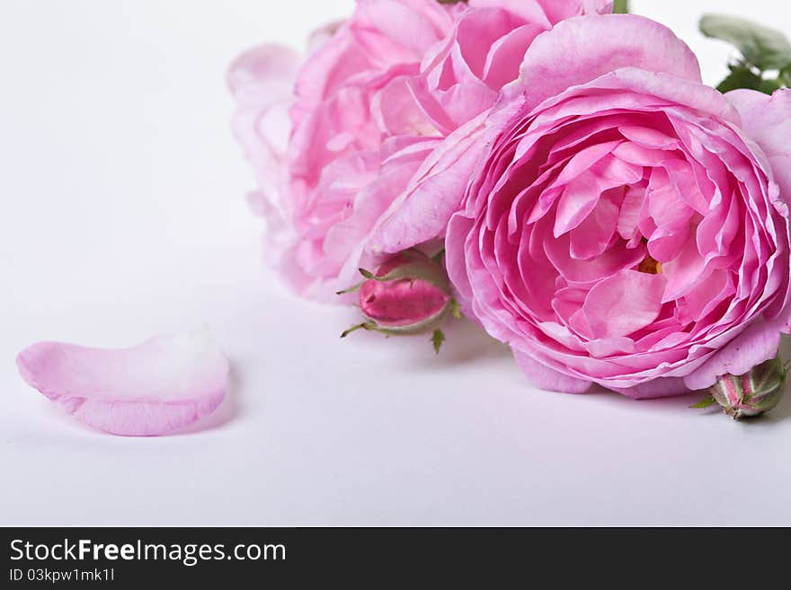 Pink roses on white background