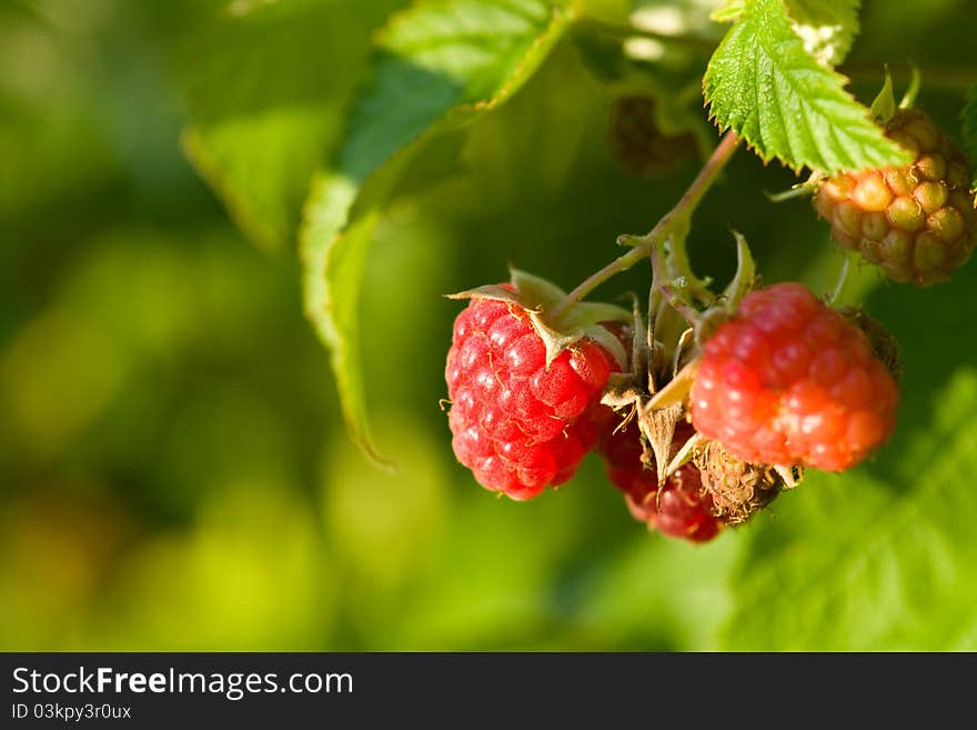 Raspberries bush