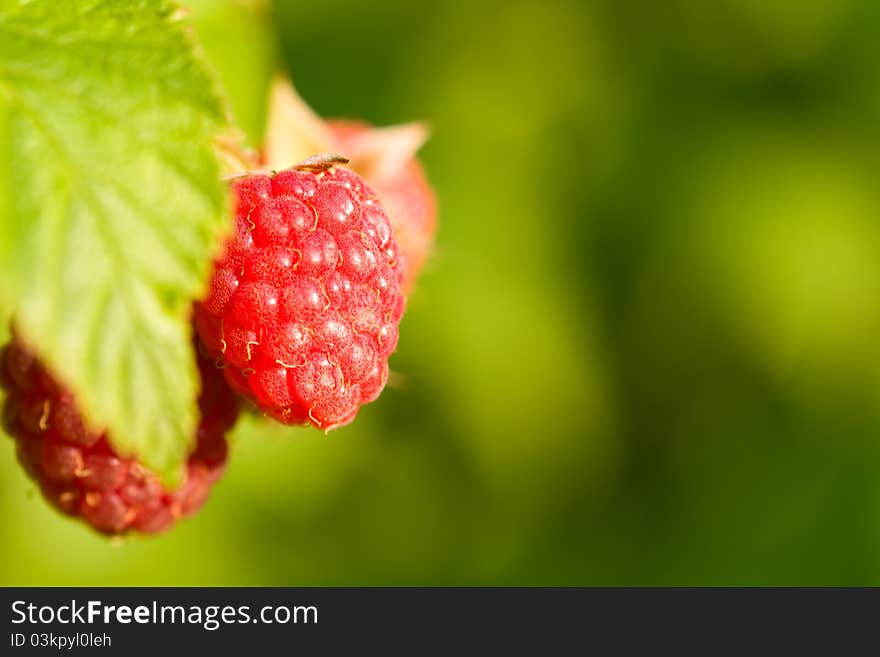 Raspberries Bush