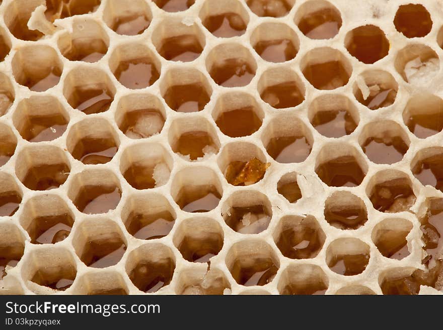 Close up view of honeycombs.