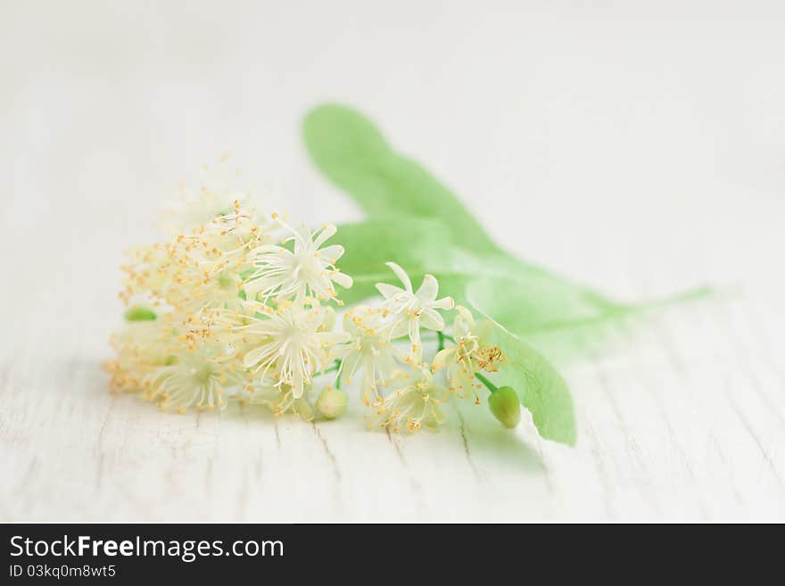 Flowers of linden-tree on a wooden background. Flowers of linden-tree on a wooden background