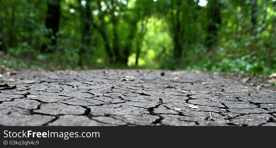 Cracked earth in the background of the forest thicket. Cracked earth in the background of the forest thicket