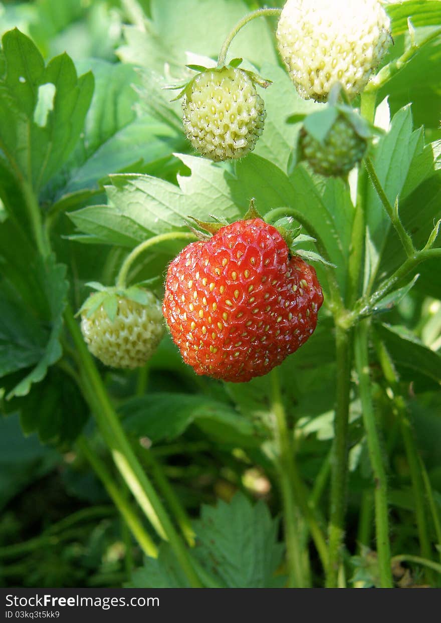 Bush of a garden strawberry with a ripe berry. Bush of a garden strawberry with a ripe berry