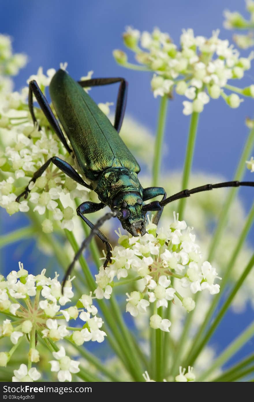 Beetle sitting on the flower.