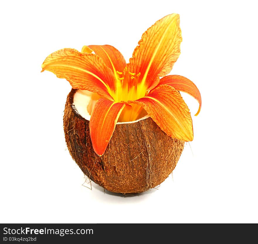 Beautyful lyli flower in coconut. Beautyful lyli flower in coconut