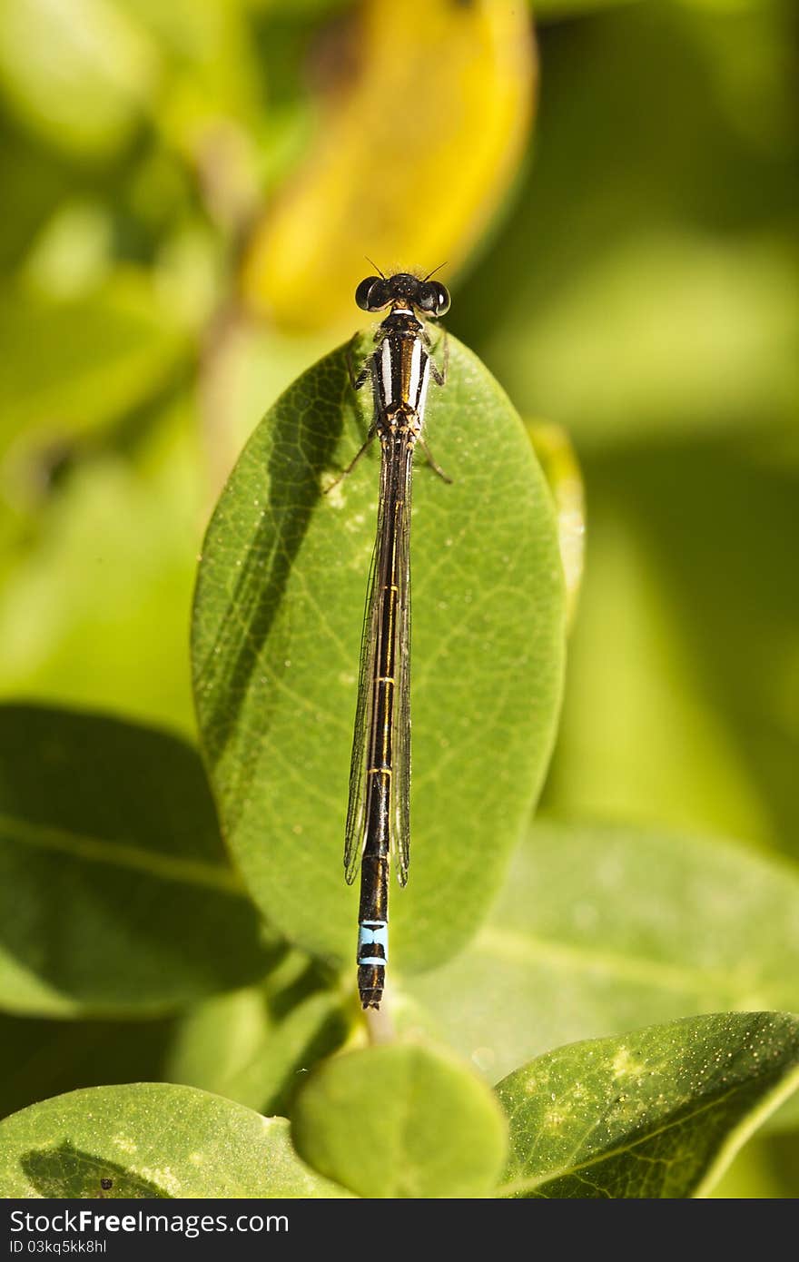 Damselfly insect