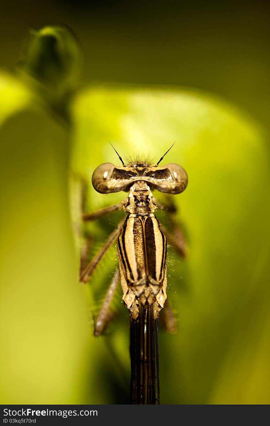 Damselfly Insect