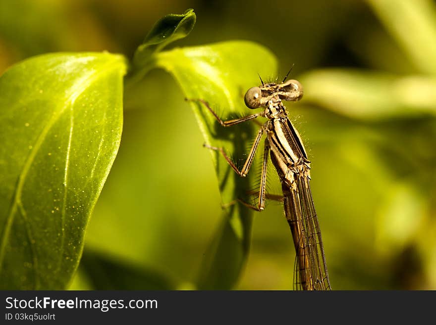 Damselfly insect