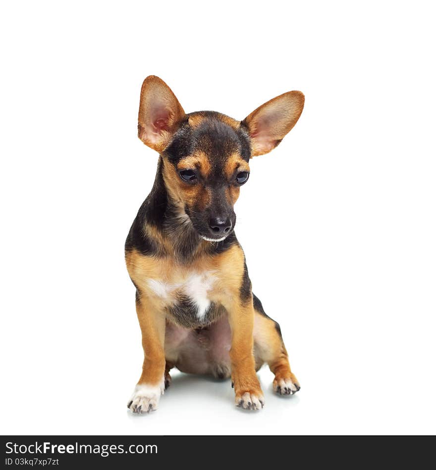 Miniature Pinscher