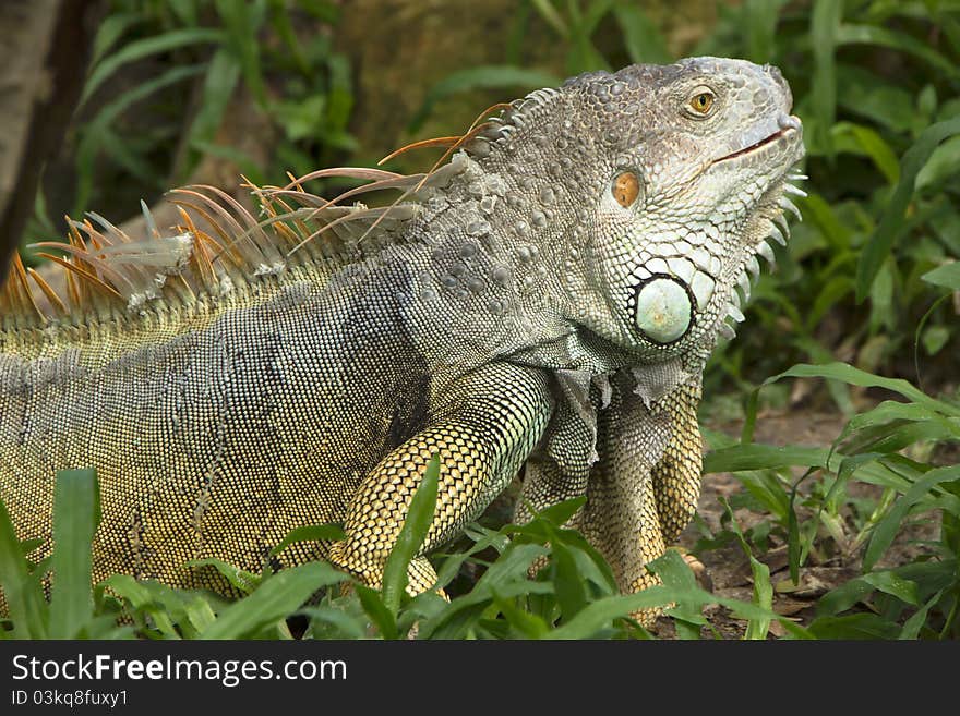 Side of Iguana is molting. Side of Iguana is molting