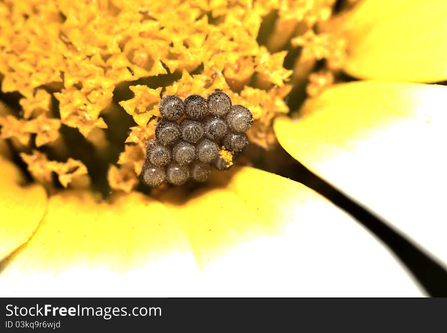 Butterfly Eggs