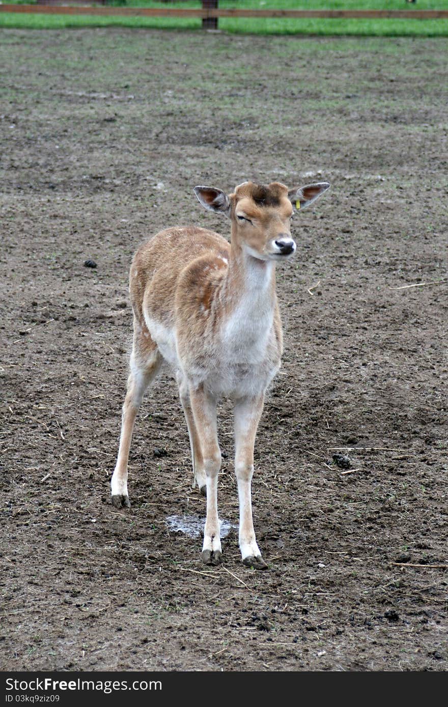 Fallow Deer